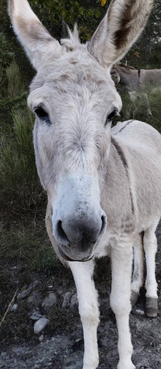 Ane de Provence