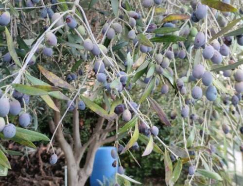 Olives et huile 2025 dans le Var : entre espoirs et vigilance