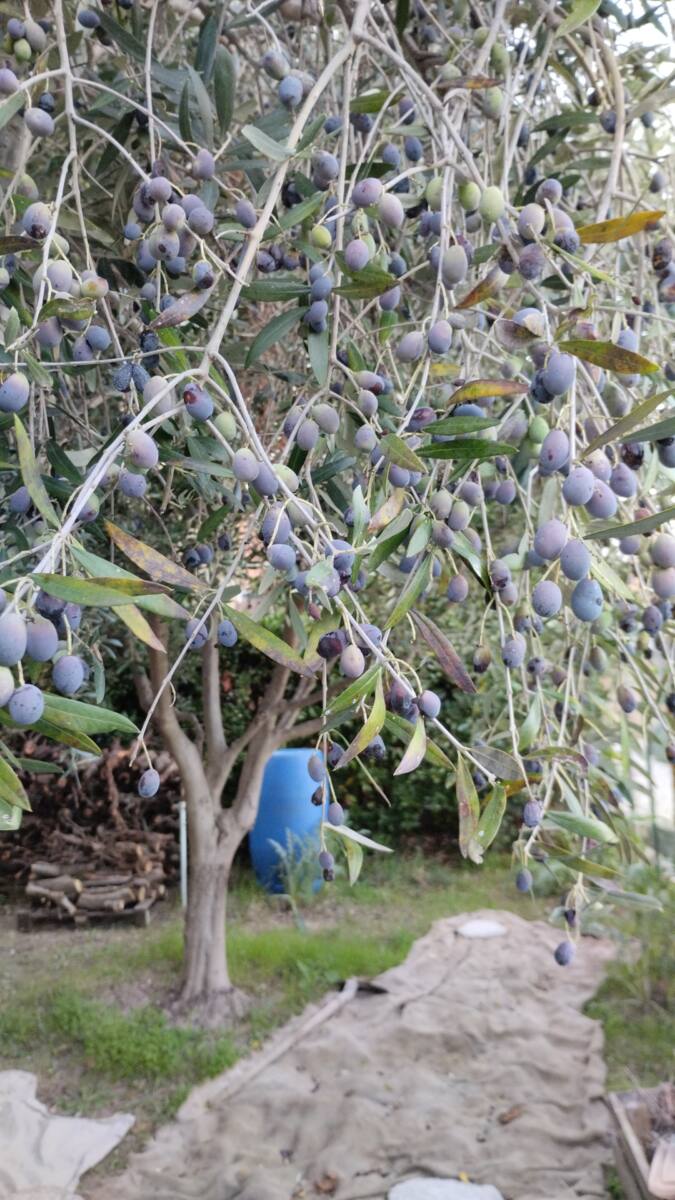 Olives quasiment à maturité