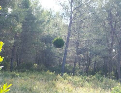 Le pin en boule qui intrigue dans nos forêts varoises signe d’un balai de sorcière lié au virus du pin maritime