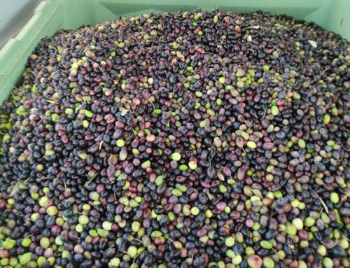 Le ramassage des olives dans le Var : une récolte réduite mais une huile prometteuse