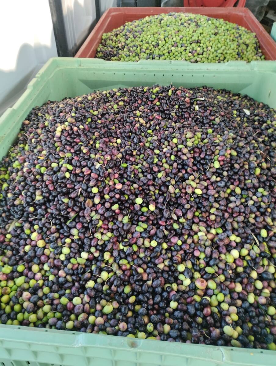 cueillette olives 2025