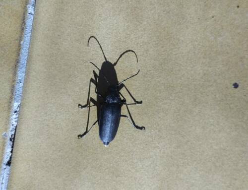 Le capricorne des maisons : un ennemi silencieux dans les charpentes varoises