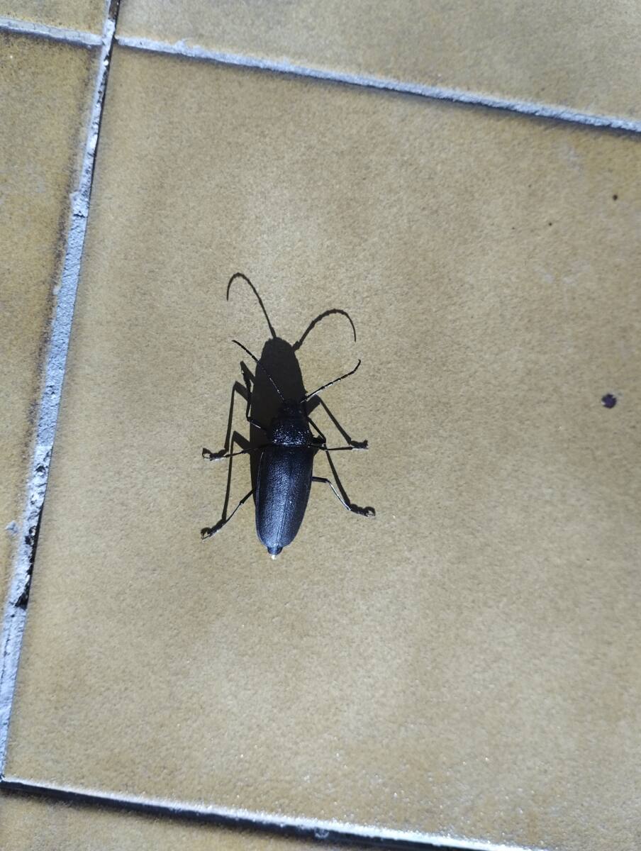 capricorne des maisons capricorne des maisons