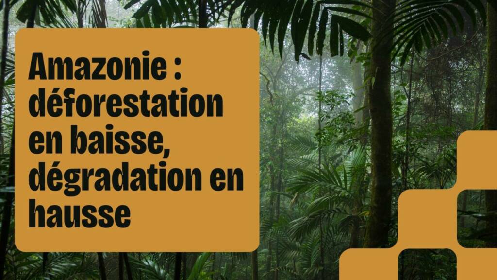 Amazonie une baisse record de la déforestation assombrie par la montée de la dégradation forestière