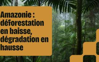 Amazonie une baisse record de la déforestation assombrie par la montée de la dégradation forestière
