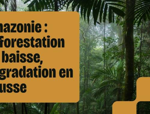 Amazonie : une baisse record de la déforestation assombrie par la montée de la dégradation forestière
