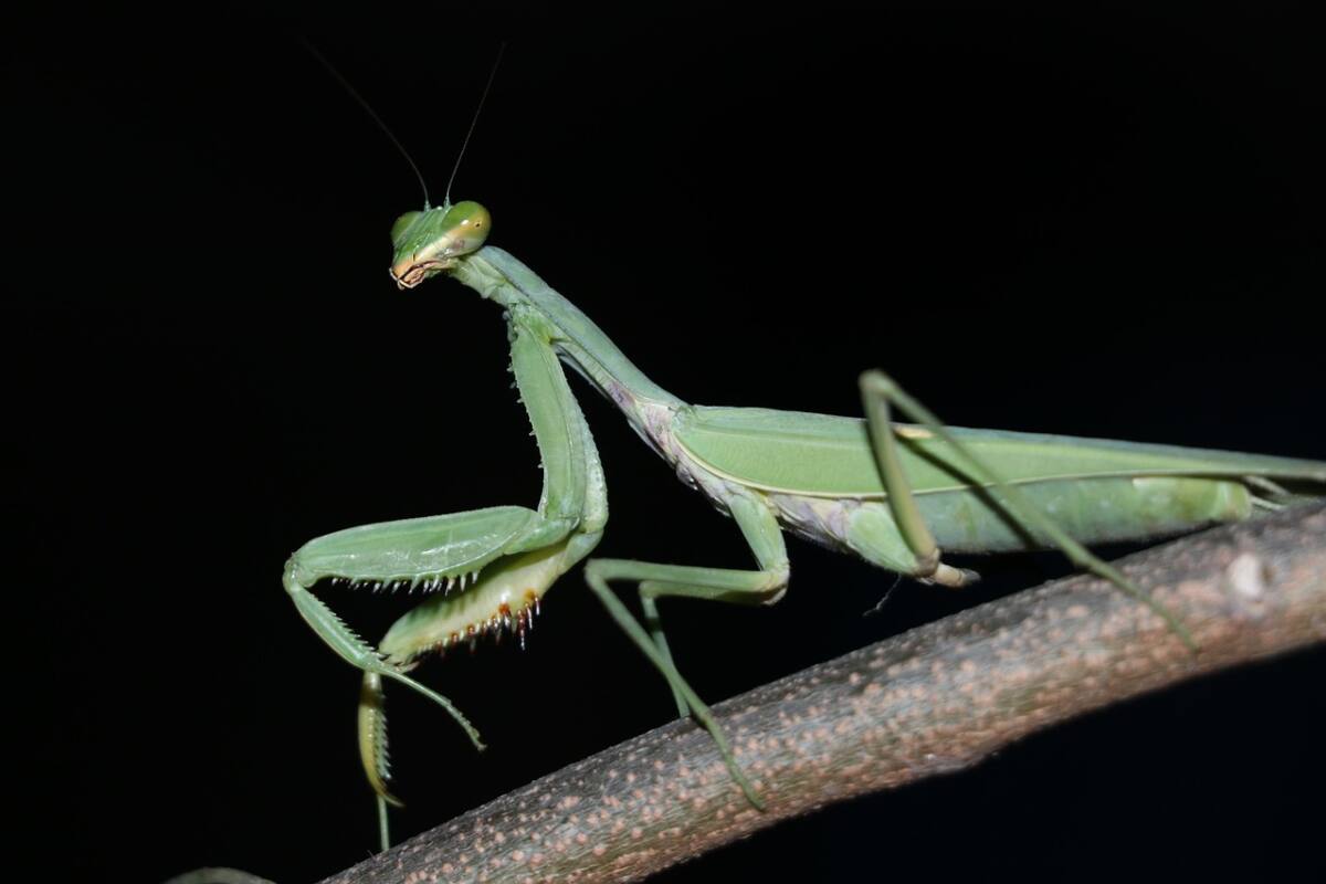 mantis religiosa pix mante religieuse Var