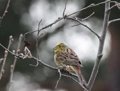 Le Bruant jaune, un oiseau lumineux mais en déclin dans le Var