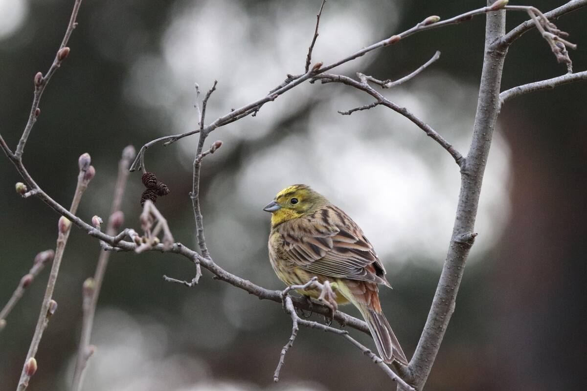 Bruant jaune Var oiseau biodiversité