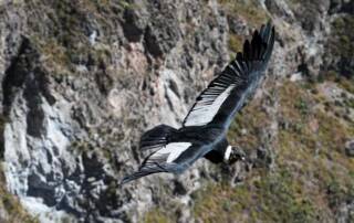Condor-des-Andes