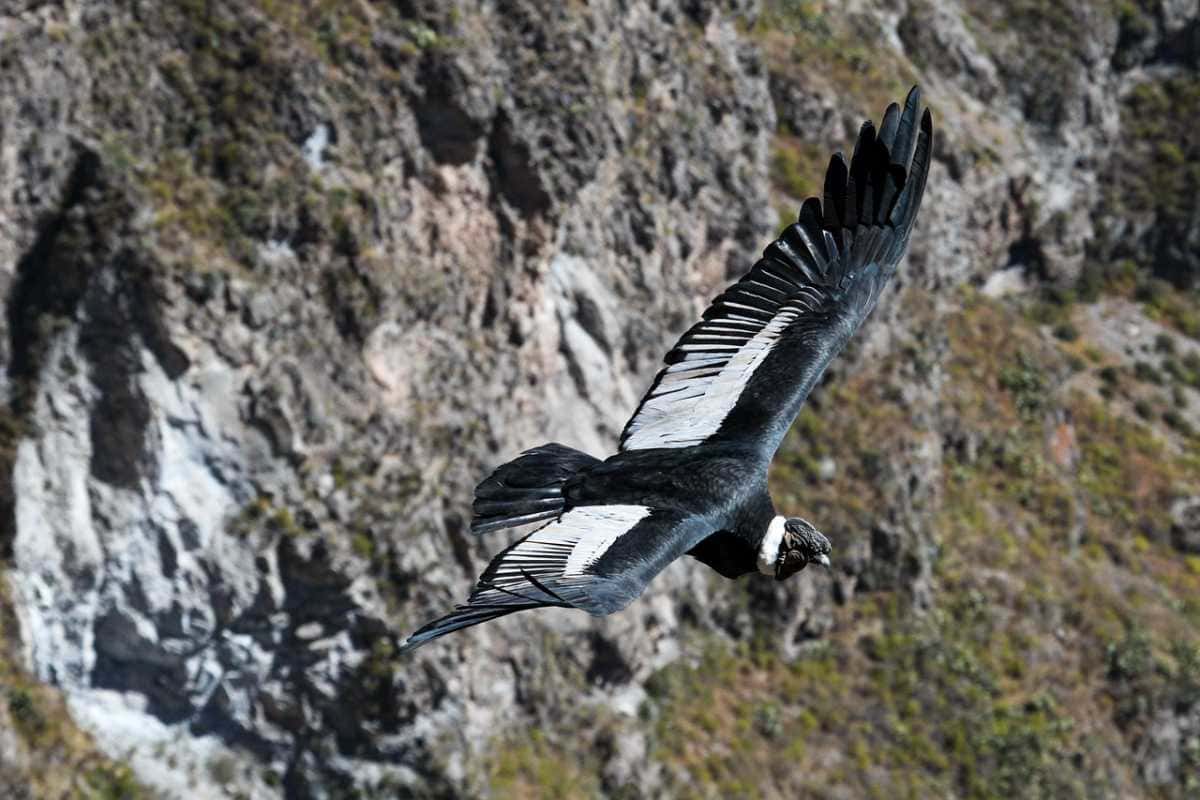 Condor-des-Andes
