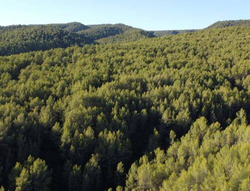 La forêt varoise, cette grande méconnue
