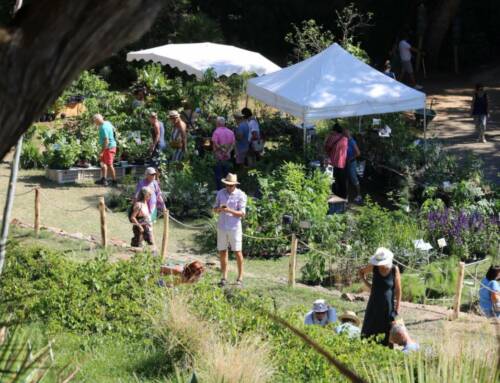 Gondwana 2025 : le littoral à l’honneur pour la 21e Fête des Plantes méditerranéennes au Domaine du Rayol