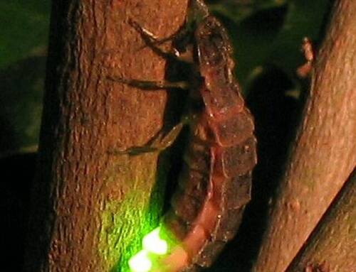 Les lampyres du Var, ces mystérieux éclats de lumière de nos nuits d’été