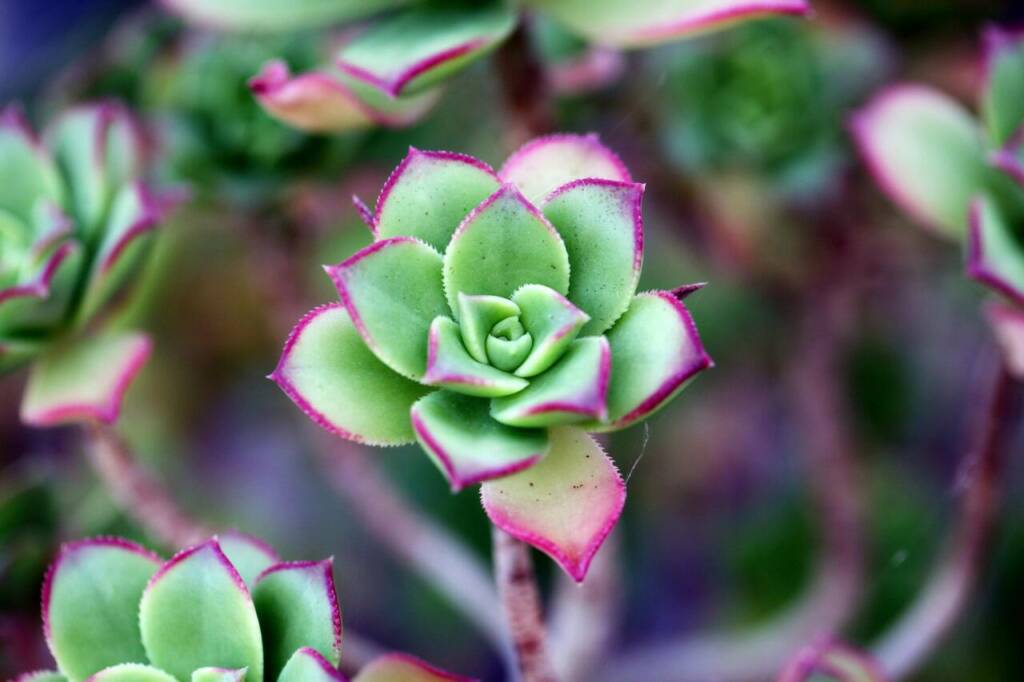 Le SECRET des horticulteurs pour des succulentes luxuriantes, même en plein hiver