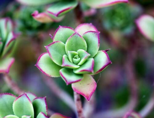 Le SECRET des horticulteurs pour des succulentes luxuriantes, même en plein hiver