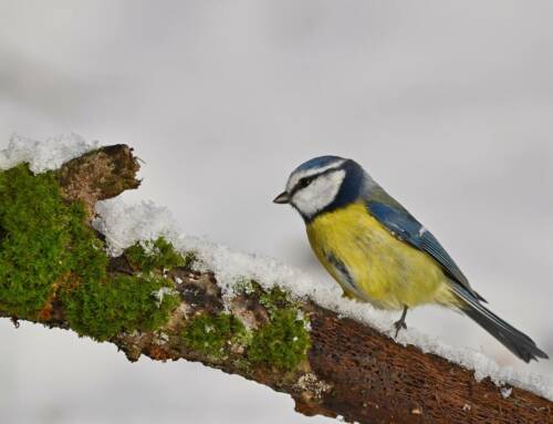La Mésange bleue illumine les jardins du Var