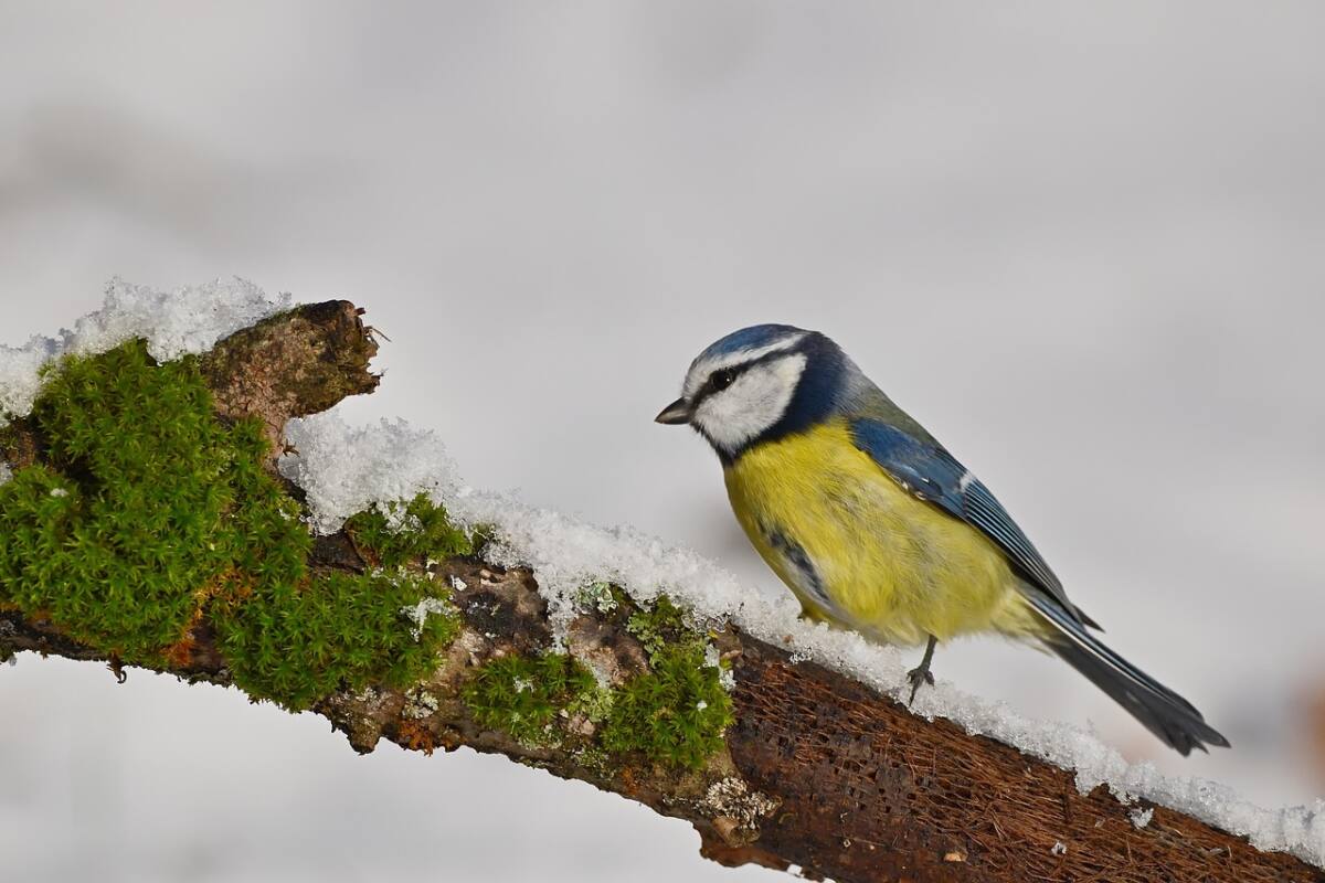 Mésange bleue Var oiseau jardins