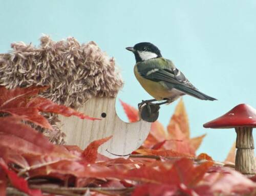 La mésange charbonnière, joyau ailé des jardins varois