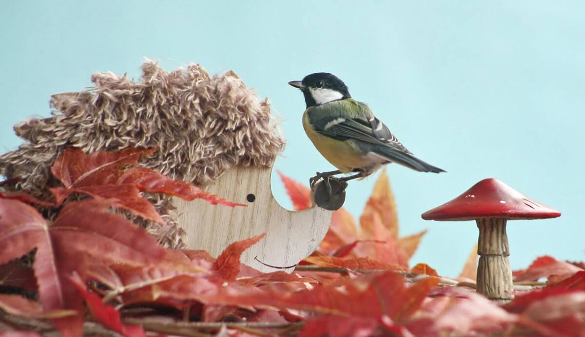 mésange charbonnière Var