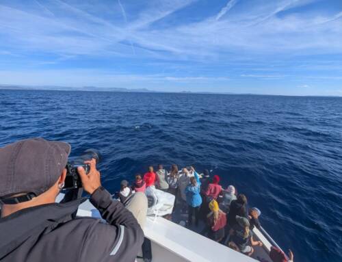À la rencontre des géants des mers au large du Var avec la Croix du Sud à Sanary