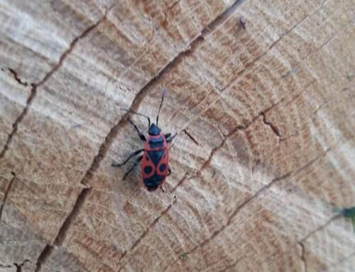 Le Pyrrhocoris apterus, le « gendarme » du Var, un allié méconnu du jardinier