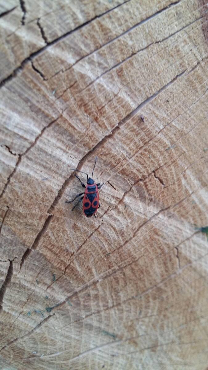 Pyrrhocoris apterus pix Pyrrhocoris apterus gendarme Var insecte jardin