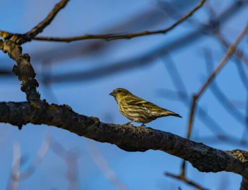 Le Serin cini, un petit chanteur éclatant bien ancré dans le Var