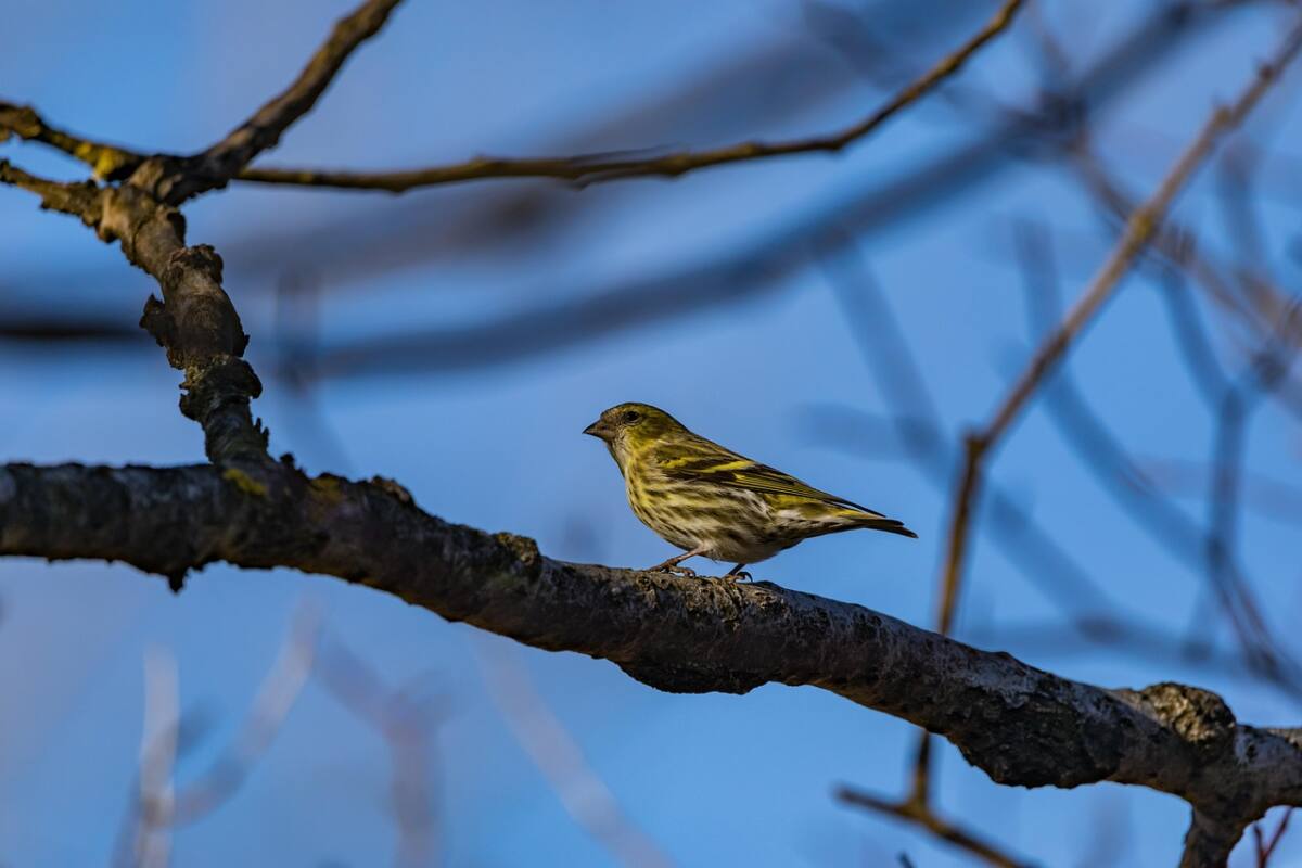 Serin cini Var oiseau chant