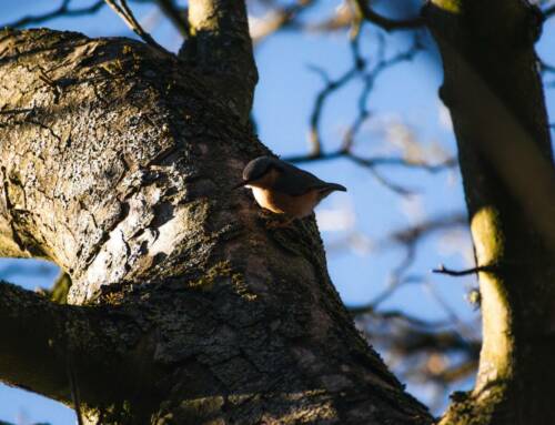 La Sittelle torchepot, acrobate discrète des forêts varoises