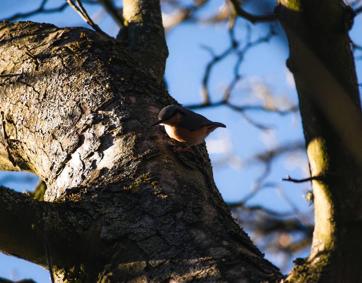 Sittelle torchepot Var oiseau