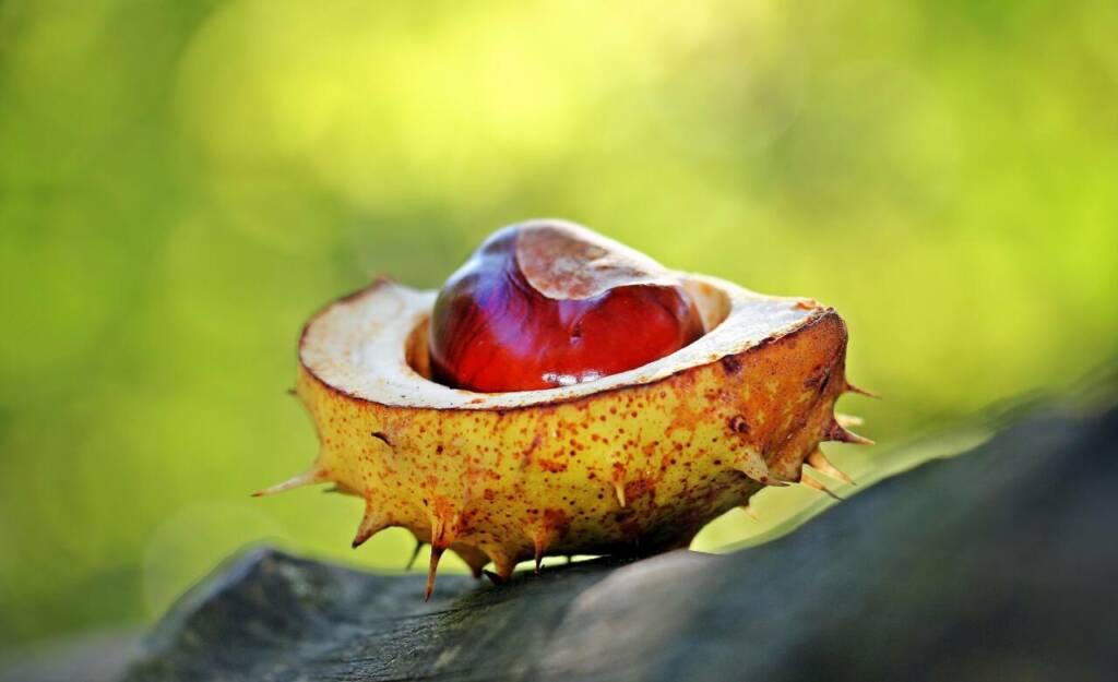 Un Menu de Saison pour Célébrer notre Terroir du 9 au 11 Octobre