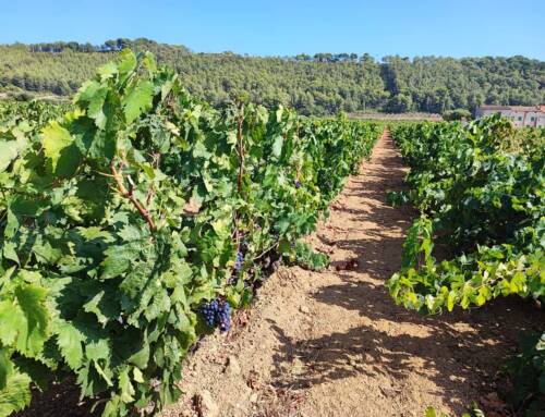Cinq projets agricoles primés dans le cadre du Plan Agriculture Climat Méditerranée en région Provence-Alpes-Côte d’Azur
