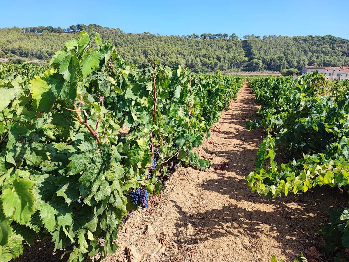 Salon de l’Agriculture Var circuits courts Indemnisation gel grêle agriculteurs Var 2025 Des vignes dans le Var