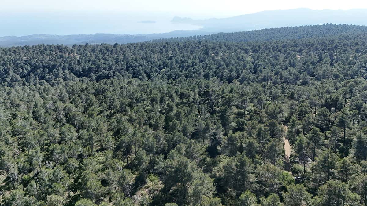 Vue soleil voile avec la foret