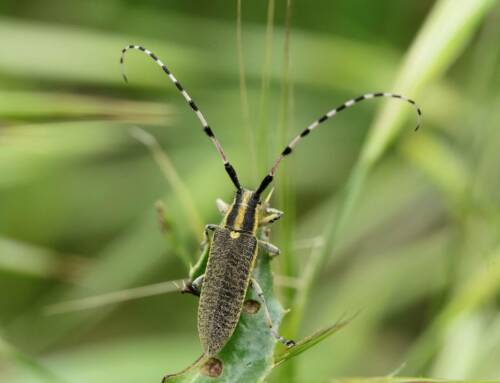 L’Agapanthie de l’asphodèle, un coléoptère rare et élégant du Var