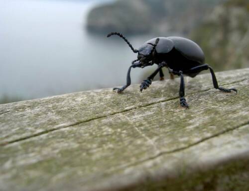 Le Crache-sang, un coléoptère fascinant en déclin dans le Var