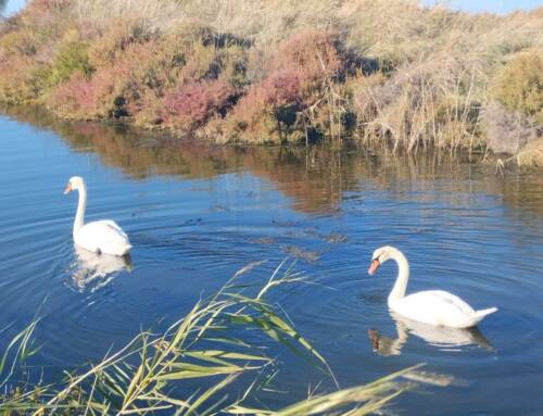 Promenade au bord de l’étang Redon à Hyères et rencontre avec deux cygnes majestueux hier après midi
