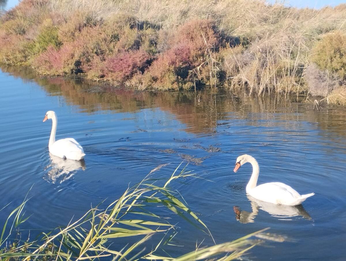 cygnes à hyères Étang Redon Hyères oiseaux cygnes nature