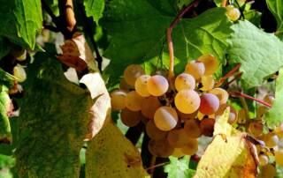 vendange dans le var