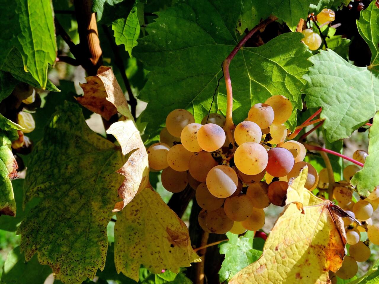 vendange dans le var