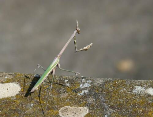 L’empuse, l’étonnant insecte du Var au visage d’alien