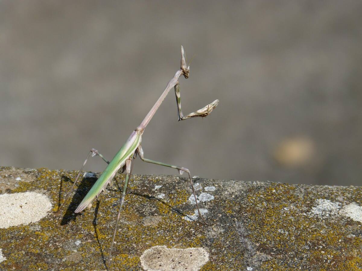 l’empuse pix empuse Var insecte méditerranéen