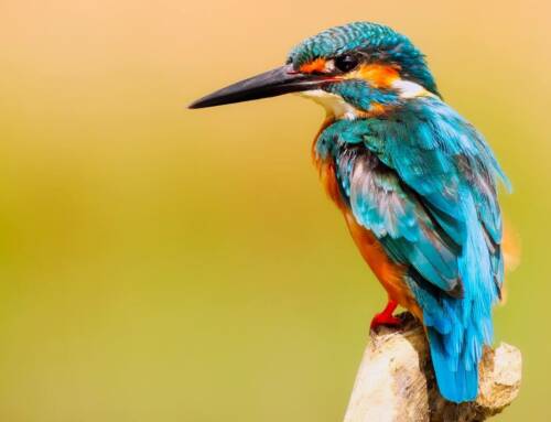 Le Martin-pêcheur d’Europe, joyau des rivières varoises