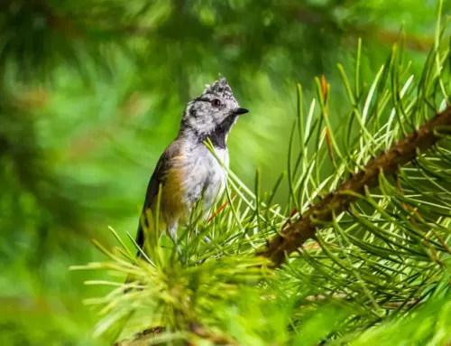 La Mésange huppée, un joyau des forêts de pins du Var