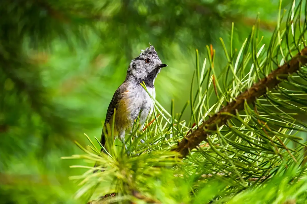 Mésange huppée Var forêt conifères