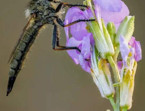 Les Asilidés dans le Var, des mouches prédatrices précieuses pour la biodiversité