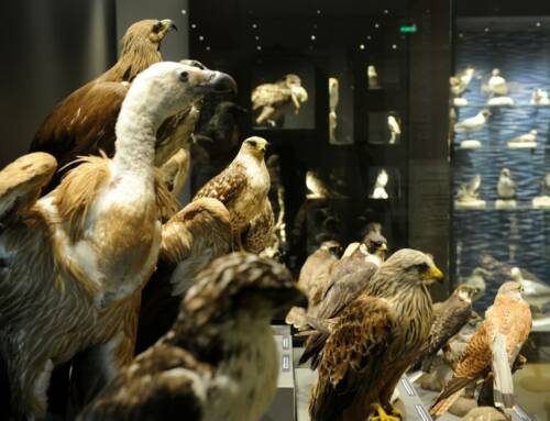 Le Muséum départemental du Var à Toulon fermera bientôt pour trois ans de travaux