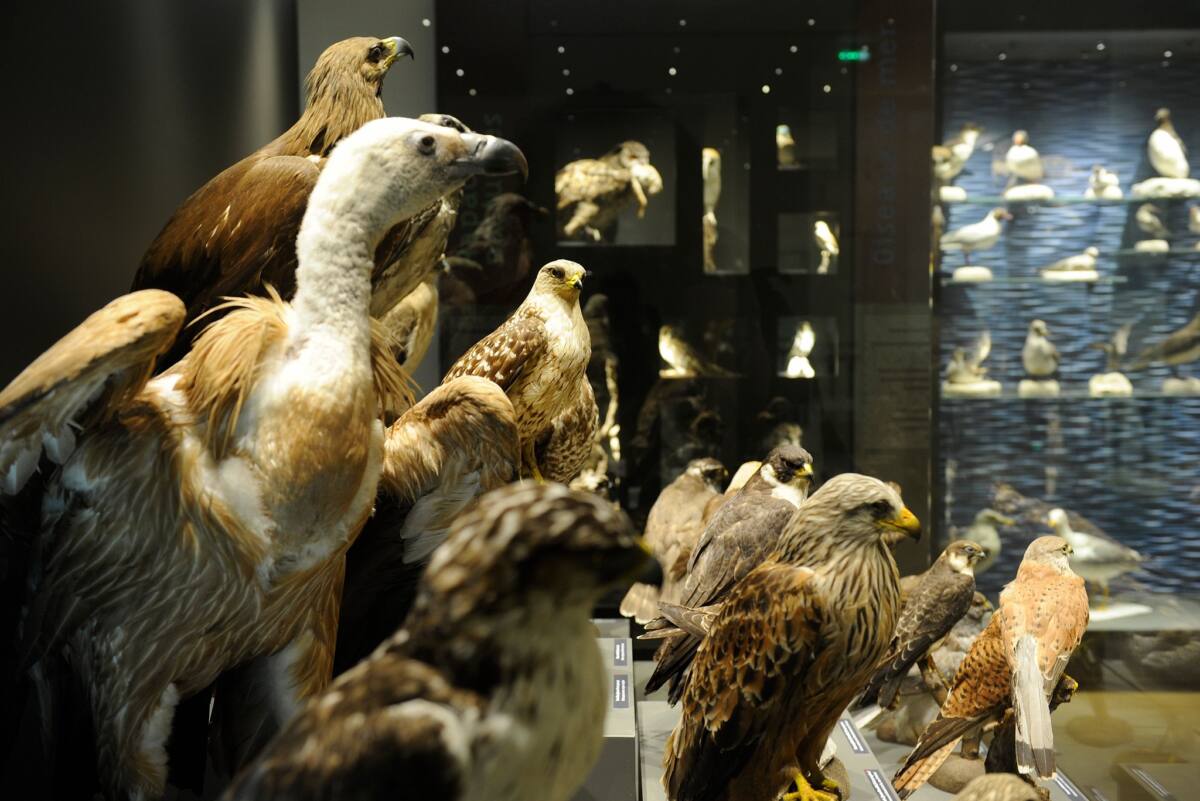 Muséum départemental du Var Toulon